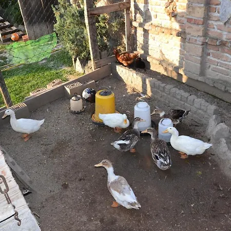 Μοτέλ Srpsko Andrejevo Selo